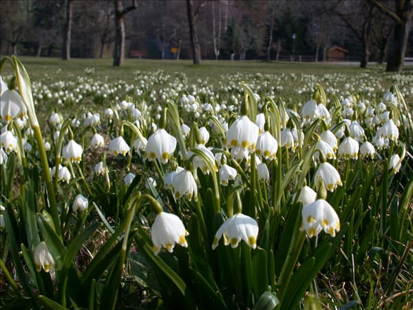 Leucojum vernum
