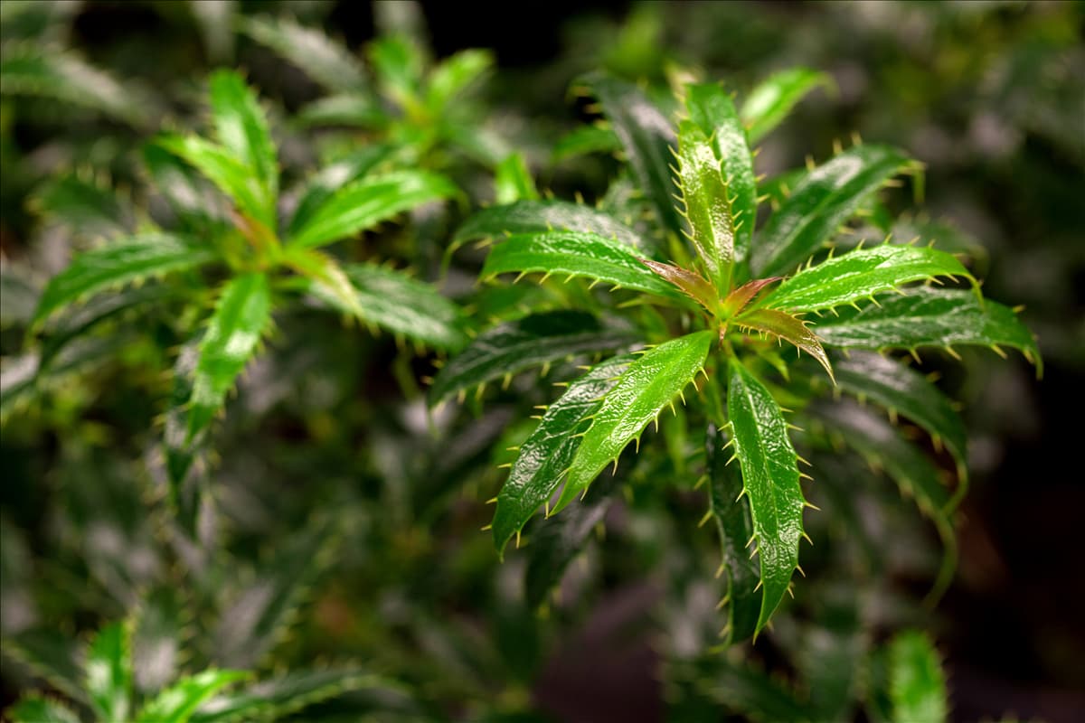 Ilex aquifolium