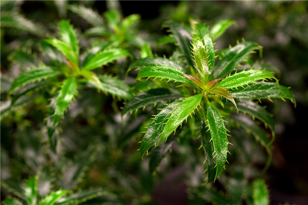 Ilex aquifolium