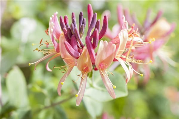 Lonicera caprifolium
