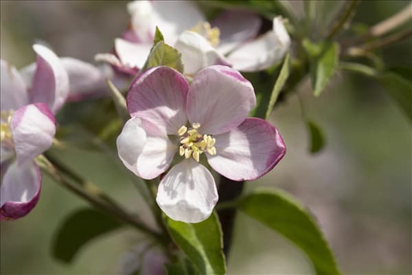 Malus domestica 'Ingrid Marie'