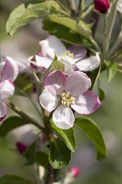 Malus domestica 'Ingrid Marie'