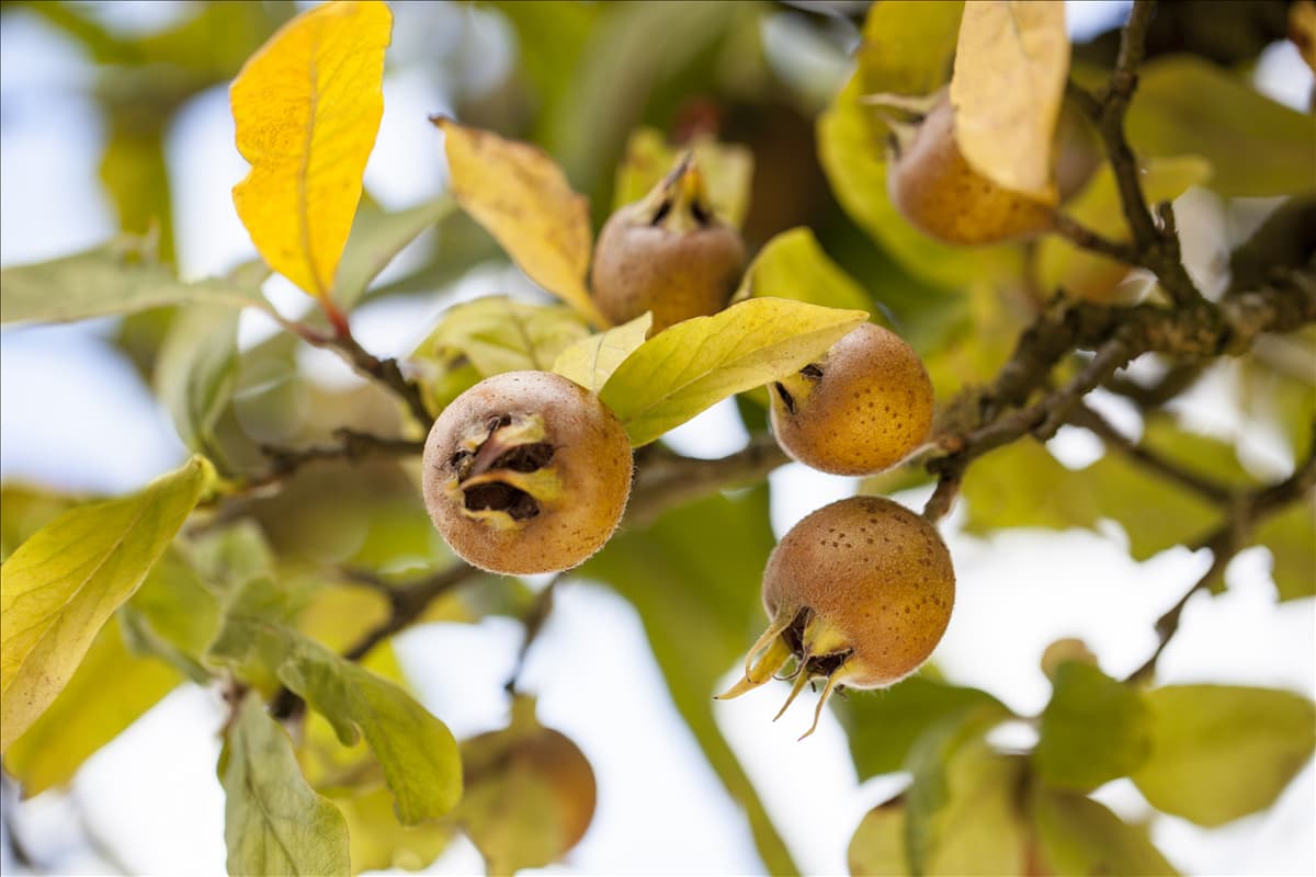 Mespilus germanica