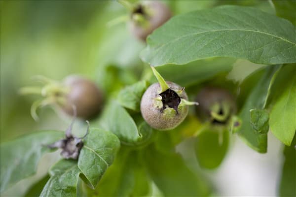 Mespilus germanica