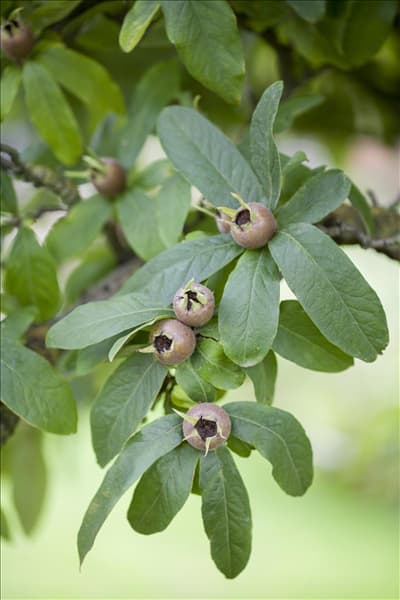 Mespilus germanica
