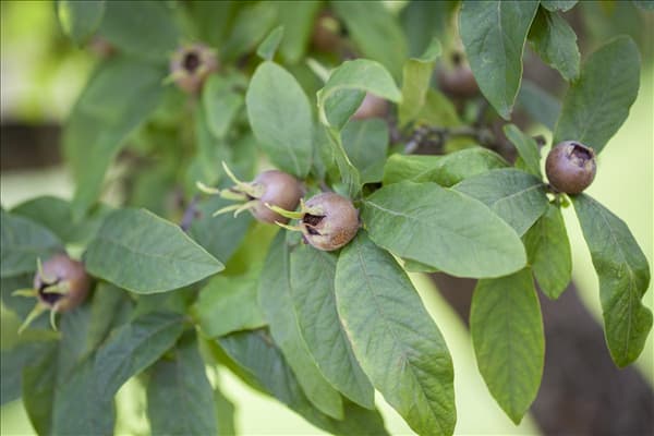 Mespilus germanica