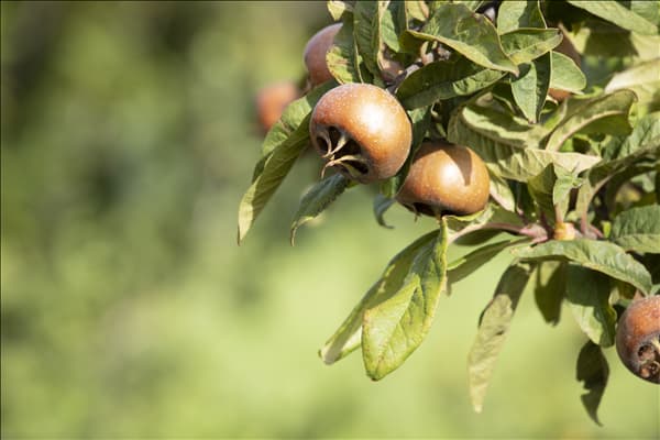 Mespilus germanica