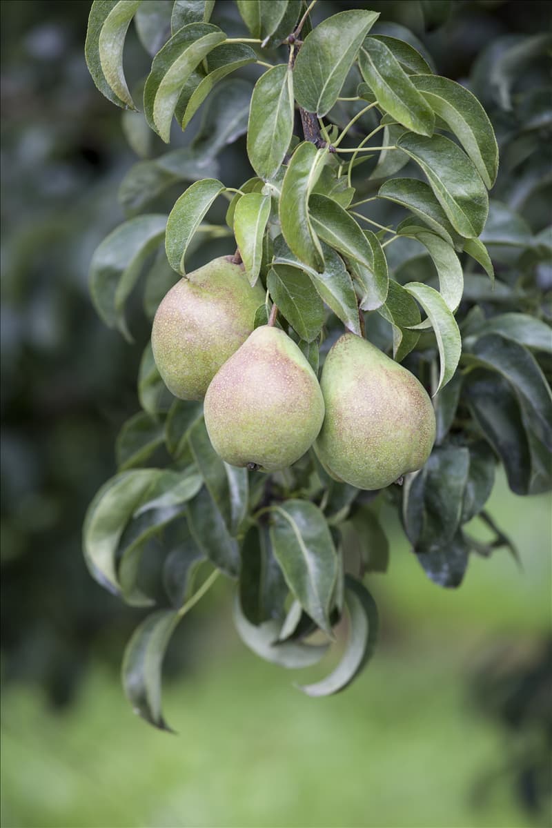 Pyrus communis