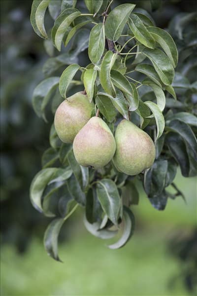 Pyrus communis