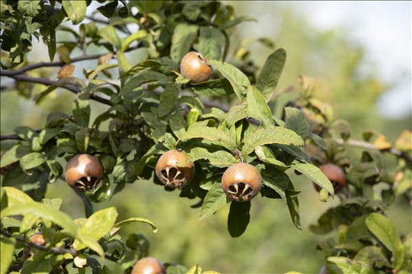 Mespilus germanica