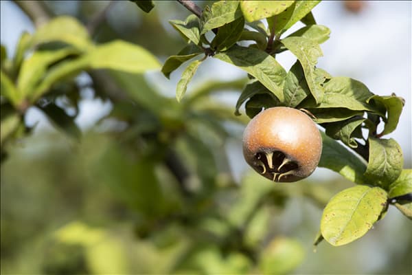 Mespilus germanica