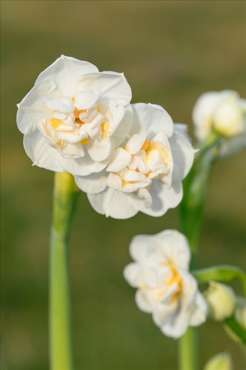 Narcissus 'Bridal Crown'