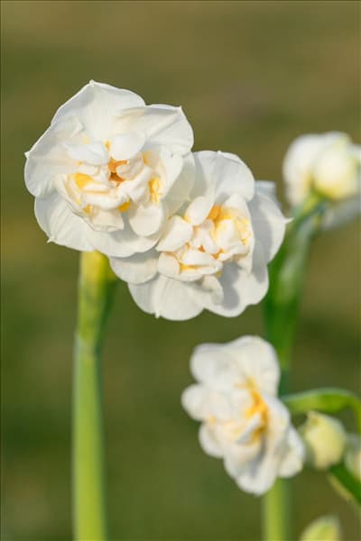 Narcissus 'Bridal Crown'