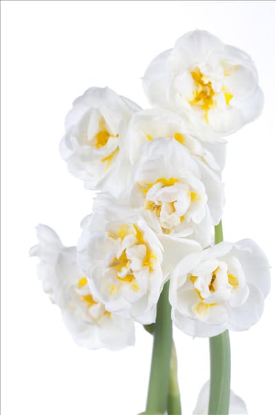 Narcissus 'Bridal Crown'
