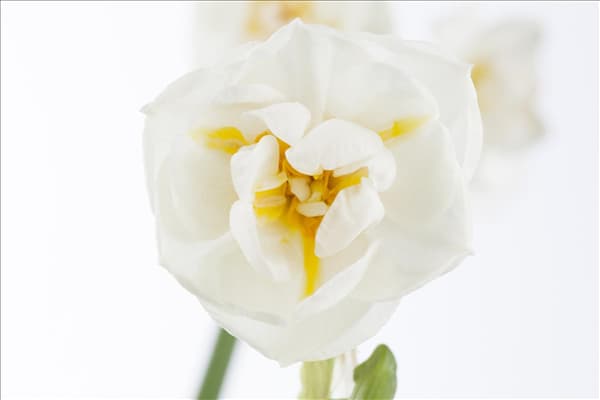 Narcissus 'Bridal Crown'