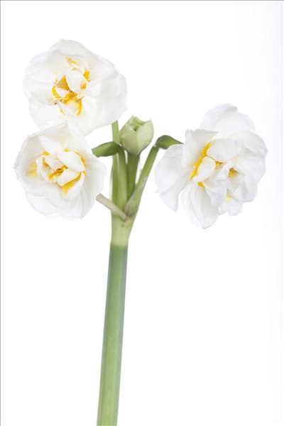 Narcissus 'Bridal Crown'