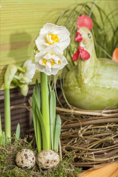 Narcissus 'Bridal Crown'