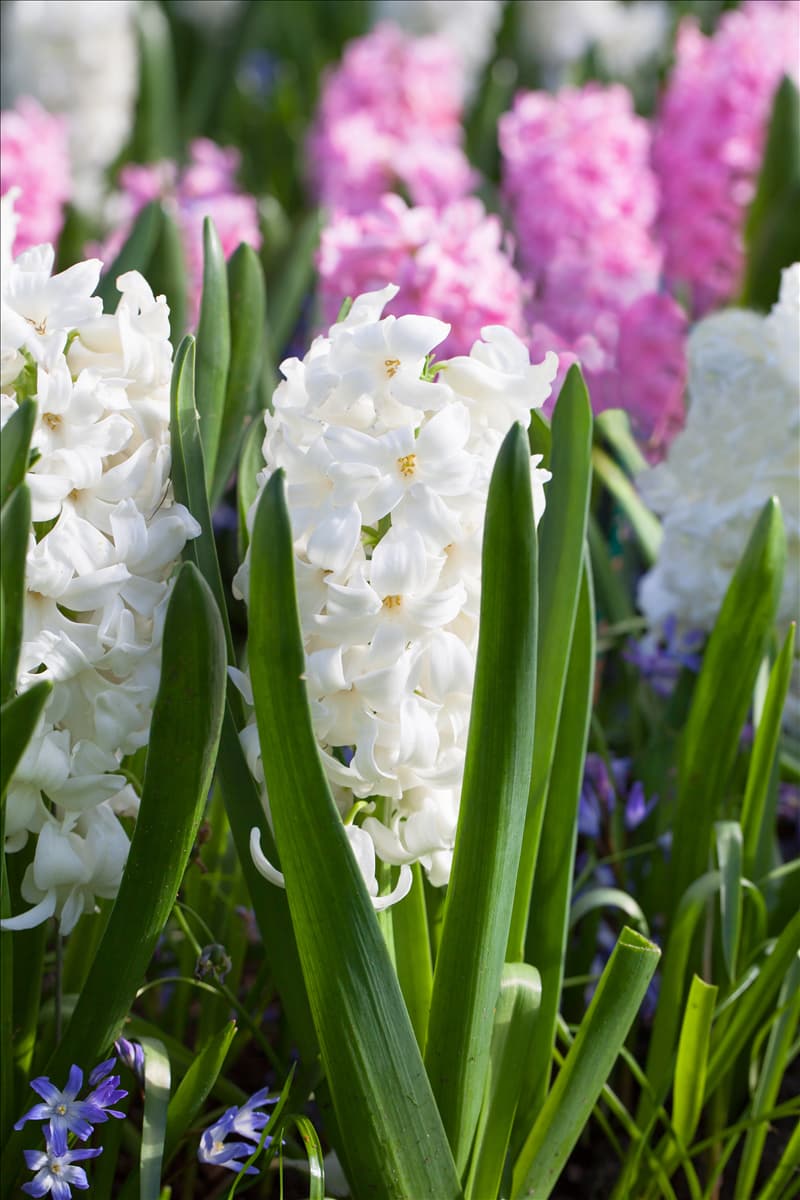 Hyacinthus orientalis 'Polar Giant'