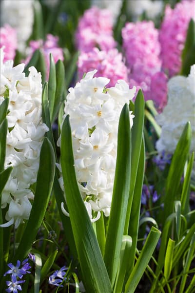 Hyacinthus orientalis 'Polar Giant'
