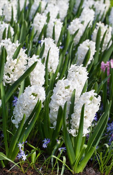 Hyacinthus orientalis 'Polar Giant'