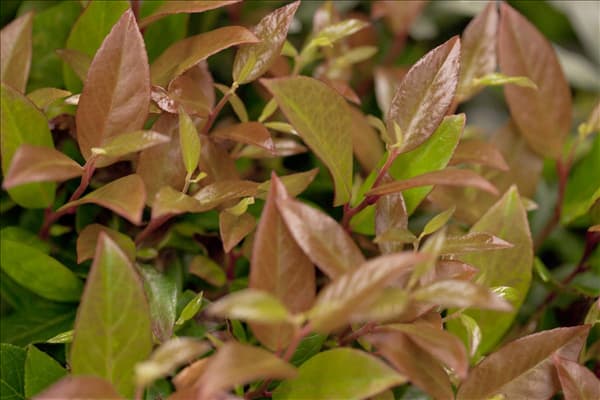 Leucothoe axillaris 'Zeblid'