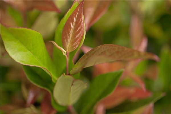 Leucothoe axillaris 'Zeblid'