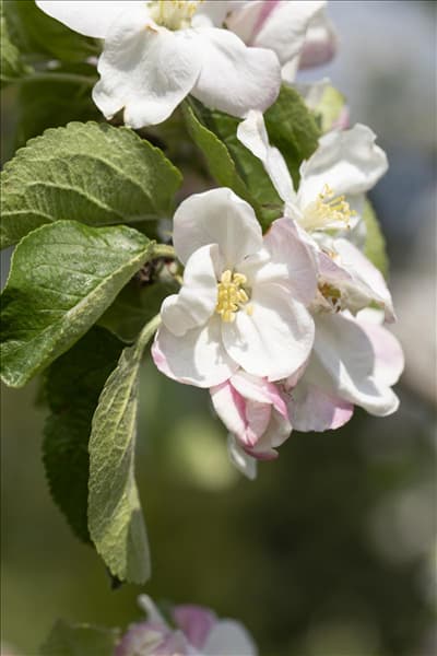 Malus domestica 'Jakob Lebel'