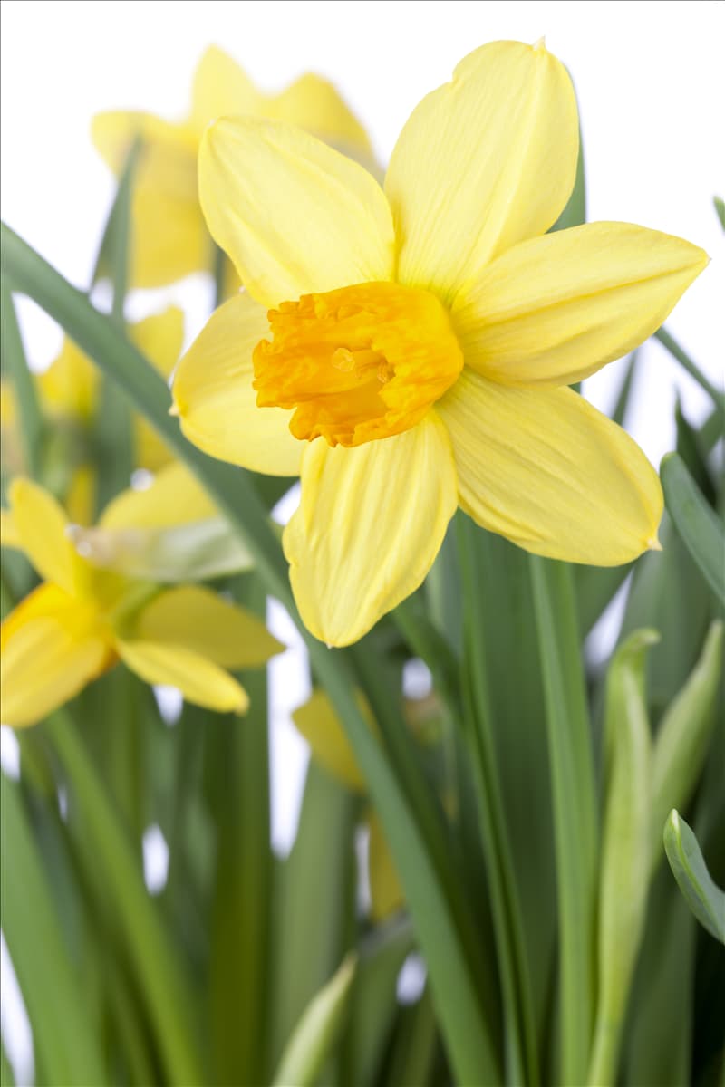 Narcissus cyclamineus 'Jetfire'