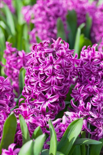 Hyacinthus orientalis 'Purple Sensation'