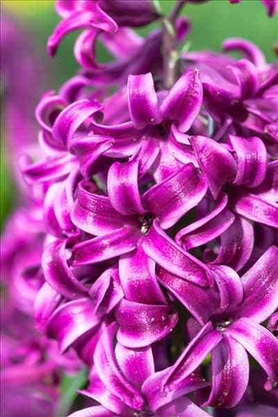 Hyacinthus orientalis 'Purple Sensation'