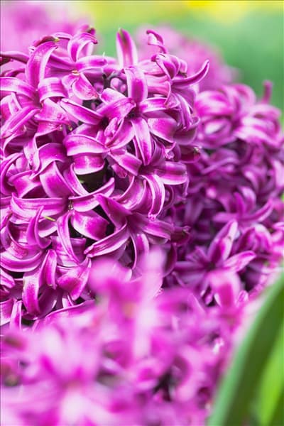 Hyacinthus orientalis 'Purple Sensation'