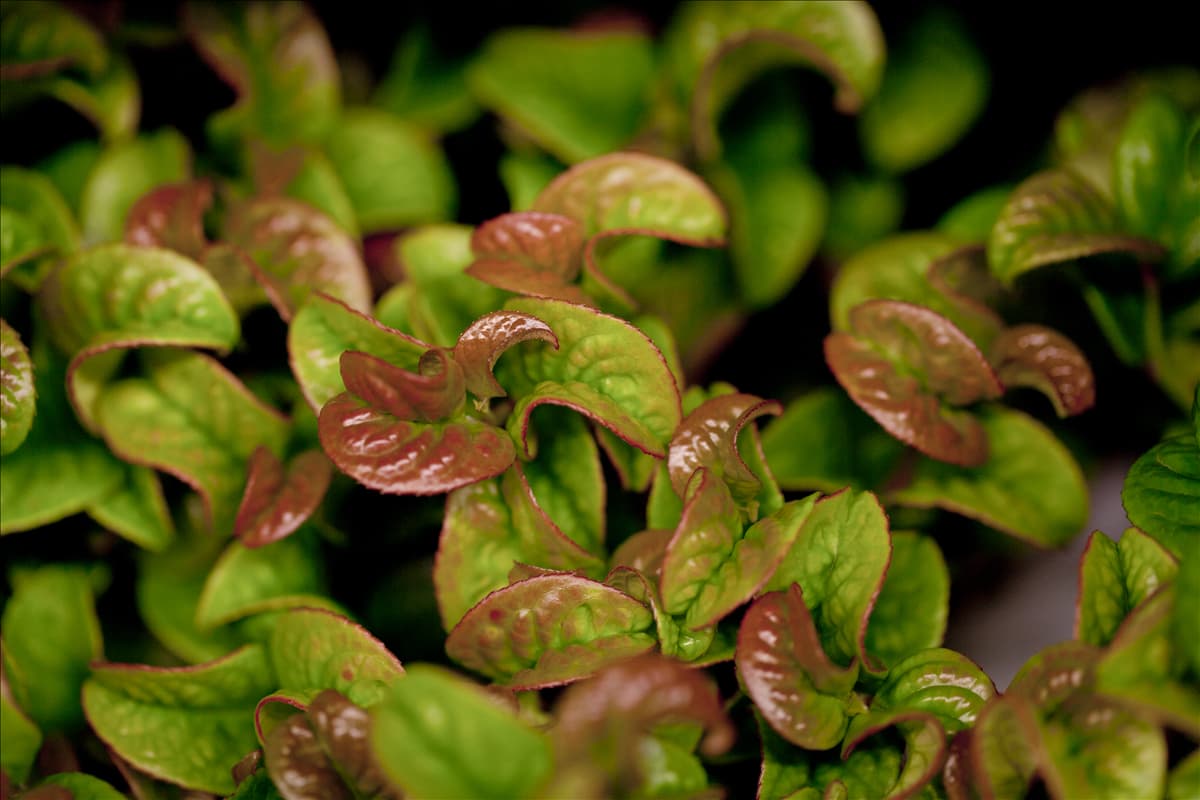 Leucothoe axillaris 'Curly Red'®