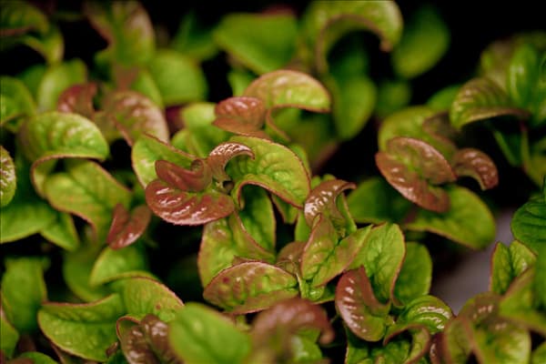 Leucothoe axillaris 'Curly Red'®