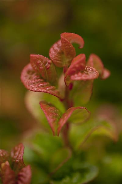Leucothoe axillaris 'Curly Red'®