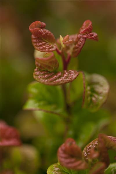 Leucothoe axillaris 'Curly Red'®