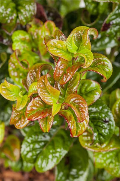 Leucothoe axillaris 'Curly Red'®