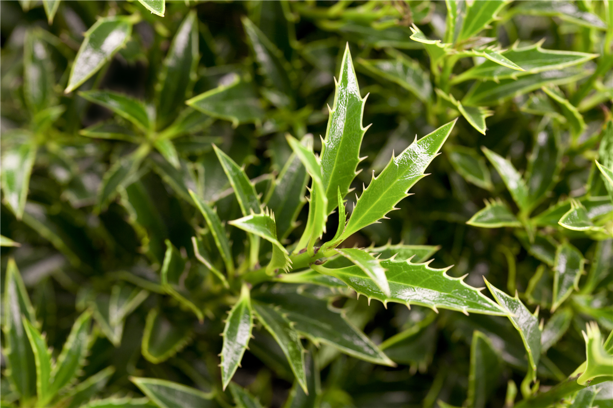 Ilex aquifolium