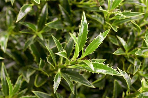 Ilex aquifolium
