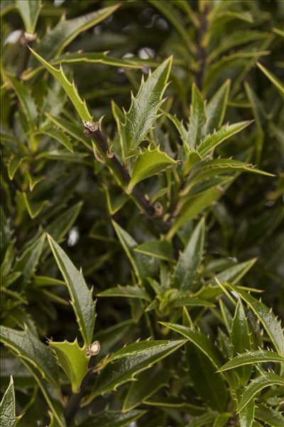 Ilex aquifolium 'Myrtifolia'