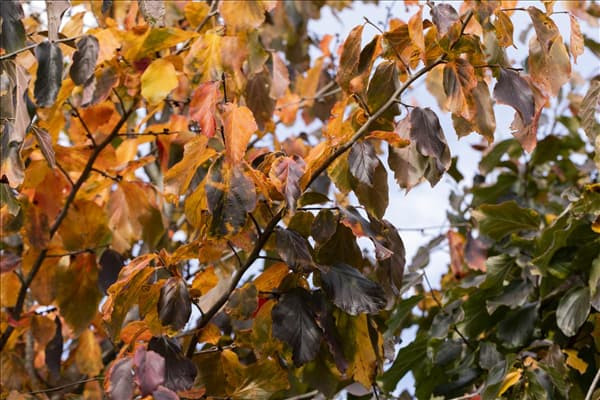Parrotia persica 'Vanessa'