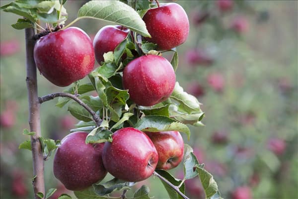 Malus domestica 'Jonagold'