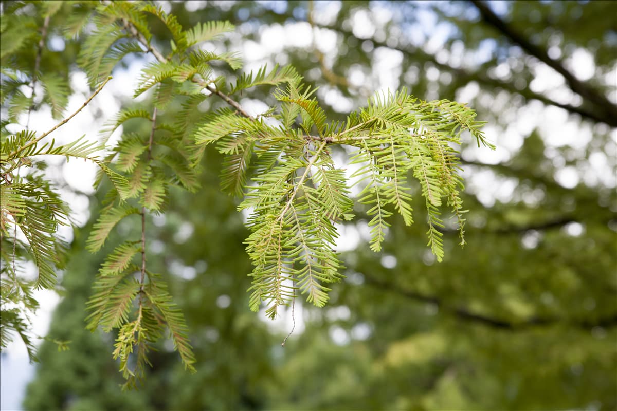 Metasequoia glyptostroboides