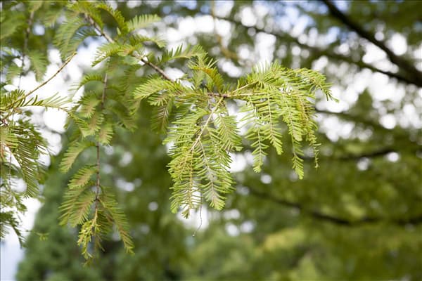 Metasequoia glyptostroboides