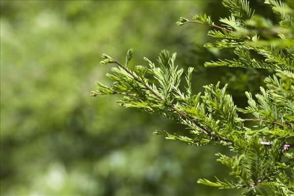 Metasequoia glyptostroboides