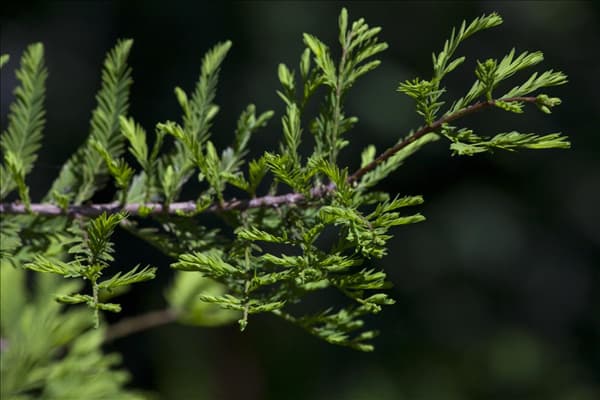 Metasequoia glyptostroboides