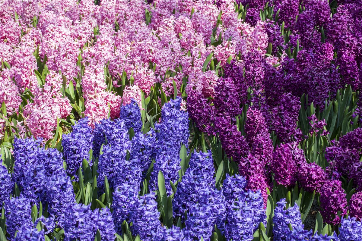 Hyacinthus orientalis