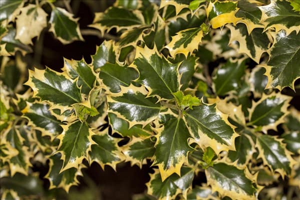 Ilex aquifolium