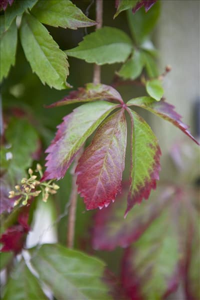Parthenocissus quinquefolia