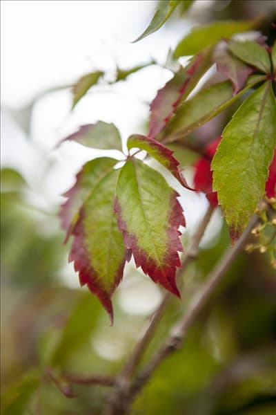 Parthenocissus quinquefolia
