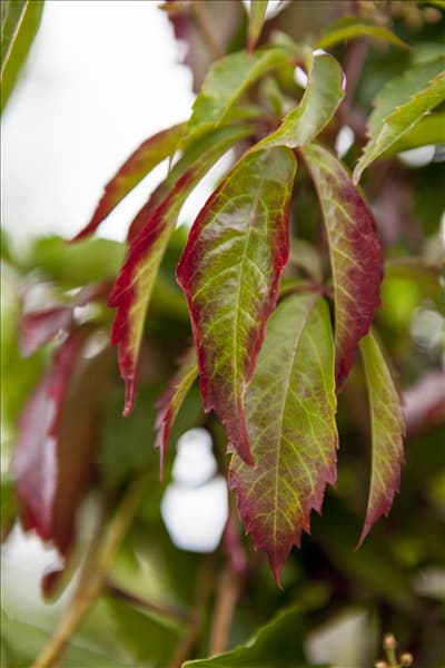 Parthenocissus quinquefolia